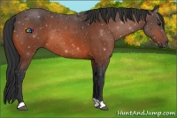 Horse Color:Bay Rabicano