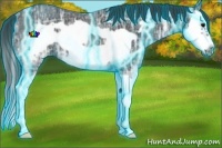 Horse Color:Thunderstruck Black Ice Splash Frame Rabicano