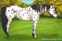 Horse Color:Bay Appaloosa Rabicano 