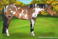 Horse Color:White Spotted Bay 