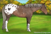 Horse Color:Liver Chestnut Appaloosa 