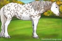 Horse Color:Silver Grullo Splash Near Leopard 