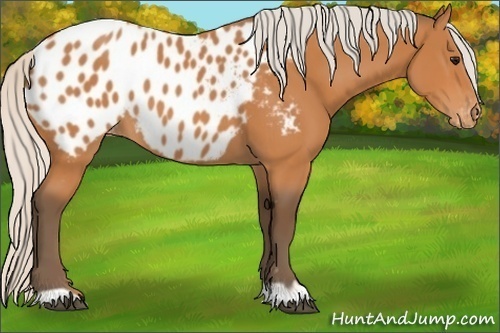 Horse Color:Silver Bay Near Leopard