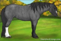 Horse Color:Blue Roan