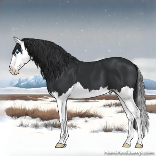 Horse Color:Black Splash 