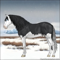 Horse Color:Black Splash 