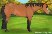 Horse Color:Bay Splash Frame 