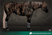 Horse Color:Void Chocolate Palomino Dun Sabino Splash Appaloosa Brindle 