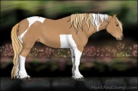 Horse Color:Chestnut Tobiano 