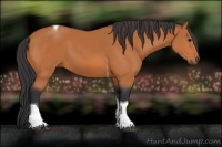 Horse Color:Bay Tobiano 
