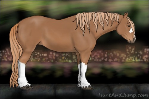 Horse Color:Chestnut 