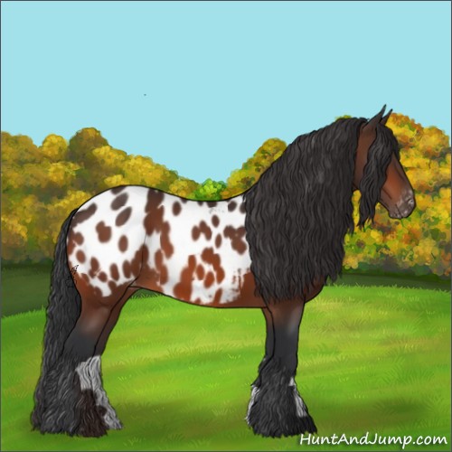 Horse Color:Bay Appaloosa