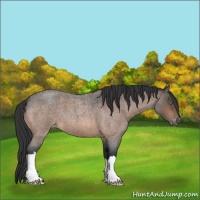 Horse Color:Bay Roan Appaloosa