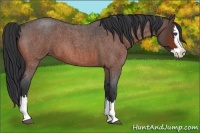 Horse Color:Bay Roan Splash