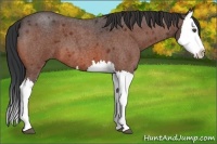 Horse Color:Bay Roan Splash