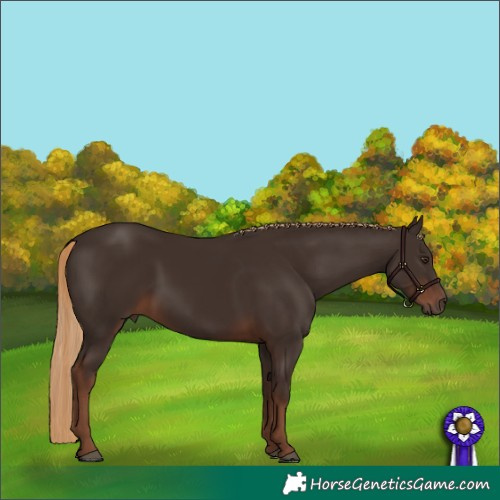 Horse Color:Liver Chestnut 
