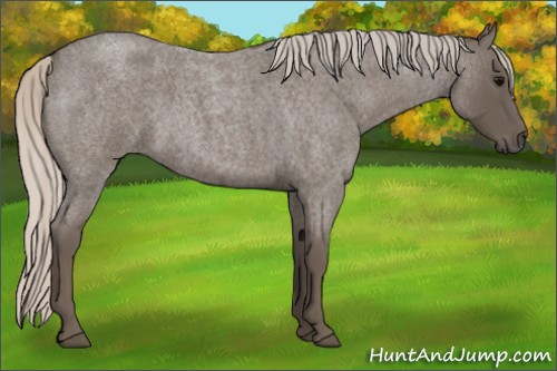Horse Color:Silver Blue Roan