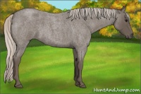 Horse Color:Silver Blue Roan 