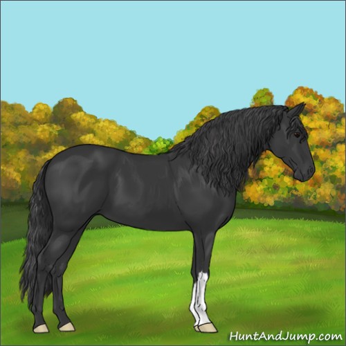 Horse Color:Black 