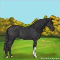 Horse Color:Black 