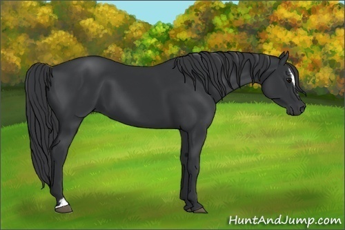 Horse Color:Black Sabino 