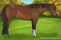 Horse Color:Buckskin Tobiano 