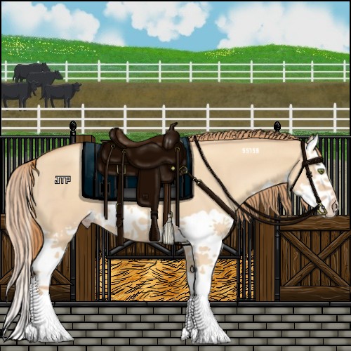 Horse Color:Gold Champagne Dun Splash 