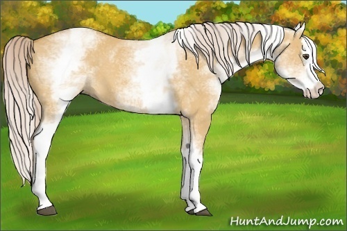 Horse Color:White Spotted Palomino Dun Splash 