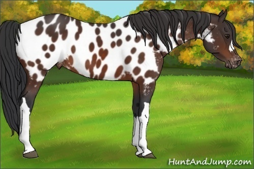 Horse Color:Brown Appaloosa 