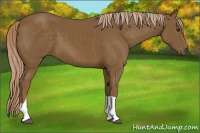 Horse Color:Chocolate Palomino 