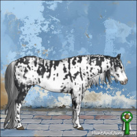 Horse Color:Black Frame  and Blue Roan Frame Appaloosa 