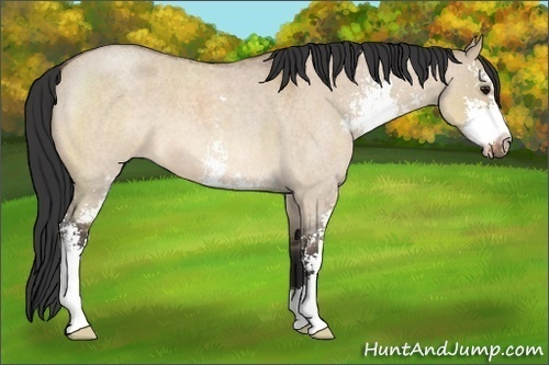 Horse Color:Bay Roan Dun Sabino 