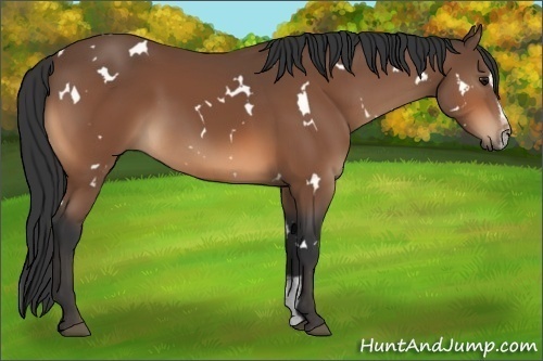 Horse Color:White Spotted Bay Sabino 
