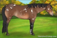 Horse Color:White Spotted Bay Sabino