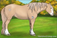Horse Color:Gold Champagne Splash 