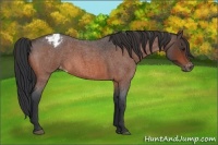 Horse Color:Bay Roan Varnish 