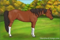 Horse Color:Brown 