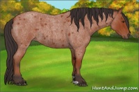 Horse Color:Brown Roan 