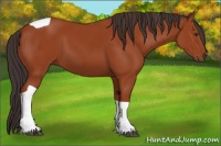 Horse Color:Brown Tobiano 