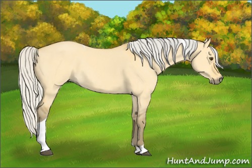 Horse Color:Silver Buckskin Dun Tobiano 