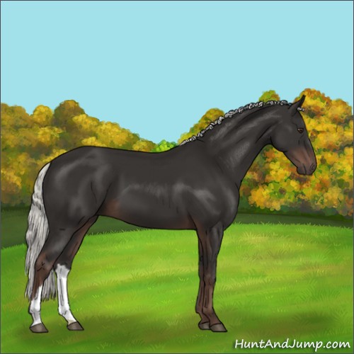 Horse Color:Liver Chestnut Mushroom 