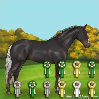 Horse Color:Liver Chestnut Mushroom 