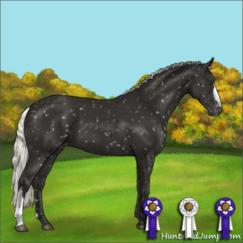 Horse Color:Liver Chestnut Mushroom Appaloosa 