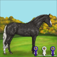 Horse Color:Liver Chestnut Mushroom Appaloosa 