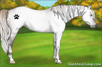 Horse Color:Gray White Spotted Silver Buckskin Appaloosa