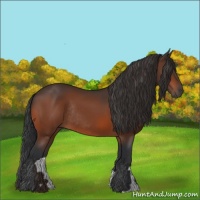Horse Color:Brown Rabicano