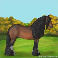 Horse Color:Bay 