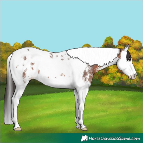 Horse Color:Bay Sabino Splash Tobiano 