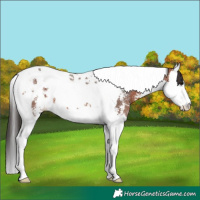 Horse Color:Bay Sabino Splash Tobiano