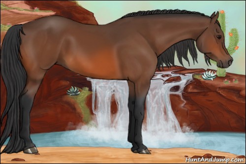 Horse Color:Bay 